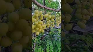 2 வகையான பழங்கள் அறுவடை  Fresh Fruits Harvest In My Garden  #shorts #nature #fruits