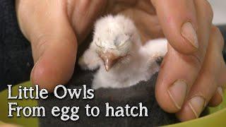 Little Owls  From Egg to Hatch  Breeding Birds of Prey