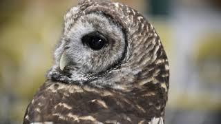 Owls can rotate their heads 270 degrees