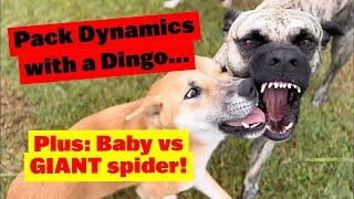 Pack Dynamics with a Dingo  Giant Spider Crawls Across Baby’s Face