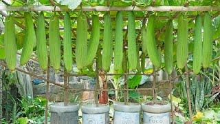 Another method of growing luffa for the family the secret to sweet and large fruits