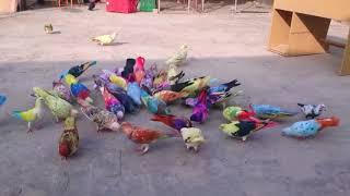 World Most Beautiful pigeons