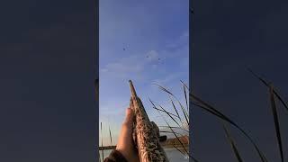 Осенняя охота на утку #shortvideo #охота #охотавидео #охотанауток #maxhunter #шортс
