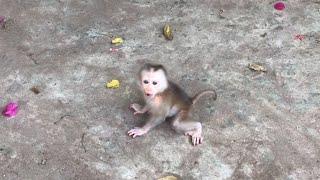 The most video poor baby monkey Ella cries of sadness  Monkey Ella Crying Video