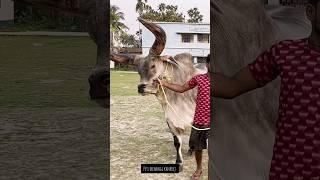 Biggest kankrej OX of 2024 #kankrej #kankraj #kankarej #shorts #viral #trending