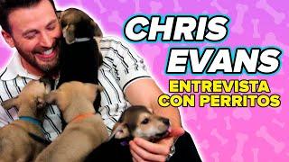 Chris Evans juega con perritos mientras contesta preguntas de sus fans