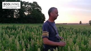 Visiting the Scandinavian Quinoa farm