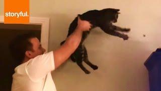 Owner And Cat Team Up To Kill Insect