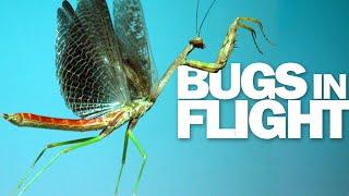 Praying Mantis & More 15 Insects Flying in Slow Motion