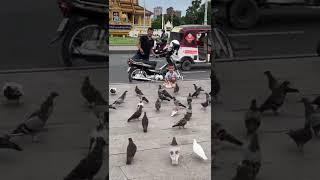 #short the smart boy catch the pigeons #catchpigeons #pigeons #kingofpigeon️️️