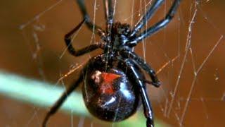 Facts About Spiders  - Secret Nature  Spider Documentary  Natural History Channel