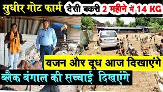 SUDHIR GOAT FARM पर देसी बकरी 2 महीने में 14 kg का देखकर अच्चम्भित हो गया BLACK BENGAL GOAT FARMING