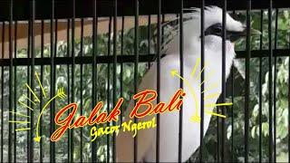 LANGKA.. KICAU BURUNG JALAK BALI GACOR NGEROL