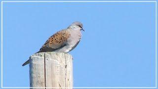 European Turtle Dove call  Streptopelia turtur  British Birds