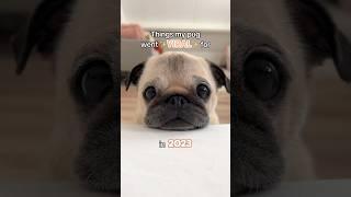 Things my PUG went VIRAL for in 2023  #pug #dog #puppy