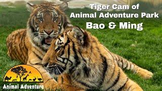 Tiger Cam of Animal Adventure Bao & Ming