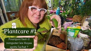 PLANTCARE #1Rempotage de Hoyas  POURQUOI est-il mieux de les rempoter après lachat ?