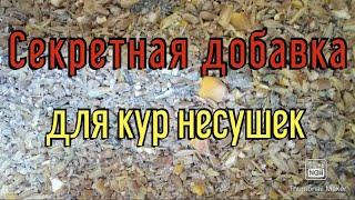 Полнорационный корм для кур несушекКак я делаю корм для кур несушек?Корм для кур кросса Ломан Браун