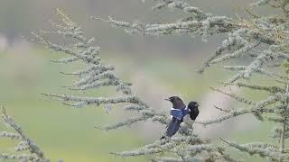 Elster Birds Tree Courtship Free Stock Video Footage