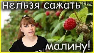 Рядом с чем нельзя сажать малину? Как посадить малину правильно?