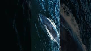 An incredible Blue Whale Head over to my channel to see this whale feed #whalewatching