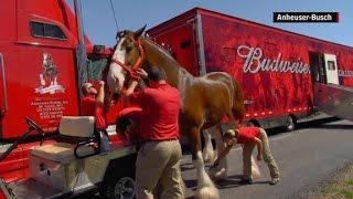 Becoming a Budweiser Clydesdale