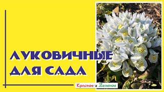 Они не требуют ухода. 12 потрясающих луковичных цветов для сада