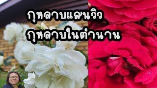 ชวนชมสวนกุกลาบ #กุหลาบแสนวิวในตำนาน #กุหลาบอินทรีย์ ก็งามได้