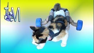 Improvisando cadeira de rodas para gato