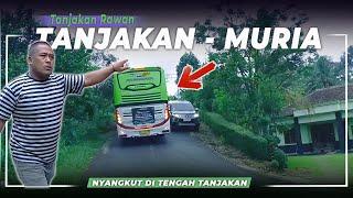 TANJAKAN PALING RAWAN DI MURIA  BIKIN BUS SEMPOYONGAN