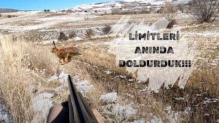 TAVŞAN KENDİNE VİLLA YAPMIŞ.#tavşanavı#hunting#harehunting#partridgehunting#gopro#keklikavı##dogs