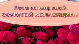 Роза из мировой ЗОЛОТОЙ КОЛЛЕКЦИИ . Питомник растений Е. Иващенко