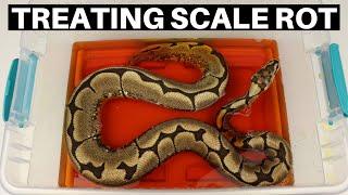 Beginners Guide To Treating Scale Rot In Ball Pythons - Benjamins Exotics