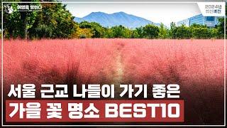 서울 근교 가을 여행지 추천  꽃 명소 BEST10  들꽃마루 경정공원 물의정원 한강시민공원 팜랜드 하늘공원 등