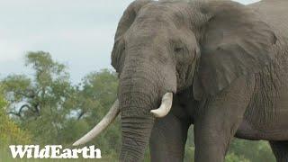 WildEarth - Sunset Safari -25 April 2023