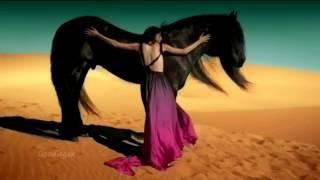 Gipsy Kings - Viento Del Arena  HD video 