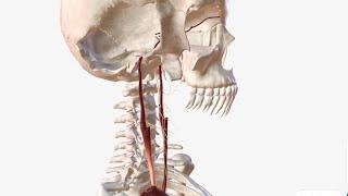 Internal Carotid Artery - Anatomy Branches & Relations