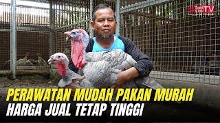 Ternak Ayam Kalkun Skala Rumahan Jadi Bisnis Menjanjikan