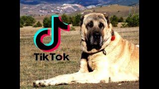 EN EFSANE  KANGAL TİK TOK VİDEOLARI #23