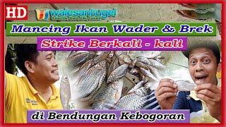 MANCING IKAN WADER dan BREK STRIKE BERKALI KALI II DI BENDUNGAN KEBOGORAN-KAMULYAN -BANTARSARI