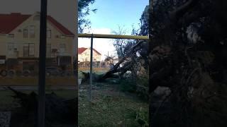 Межводное-Последствия шторма.Поваленные деревья.Смытые пляжи.Часть 1#crimea