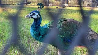 Peacock Eco Park