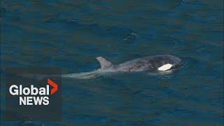 Still no sign of orphan BC orca calf last seen in May researchers