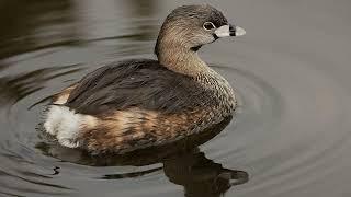 Sounds Of Nature - Pied-billed Grebe - Bird Sounds