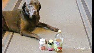 How to Make Dog UTI Home Remedy Budget-friendly