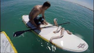 Giant Squid Attacks Surfboard