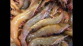 Organic Wild Shrimp {Catch Clean Cook} Plus a complete surprise in the Blue Crab Traps