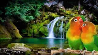 Masteran dan Terapi Lovebird Musik Rileksasi Dan Air Mengalir Burung Lovebird