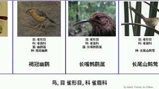 鸟 目 雀形目 科 雀眉科 bird Freedom Passeriformes 乌线雀鹛属 褐冠幽鹛 长尾山鹪莺 黑冠幽鹛 纹鹪鹛 白头鵙鹛属 Studio Trail 领鵙鹛 长嘴鹩鹛属