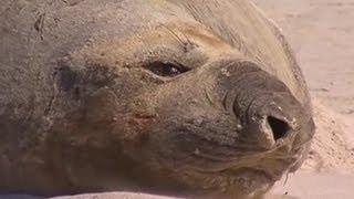 Gajah Laut Terdampar di Pantai Sorrento Australia